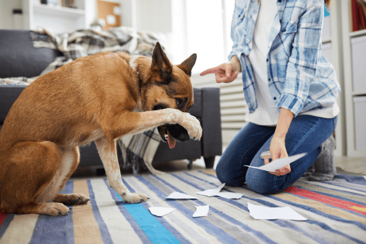 A brown dog covering its face with its paw in shame while a woman scolds it for tearing up paper on the rug.