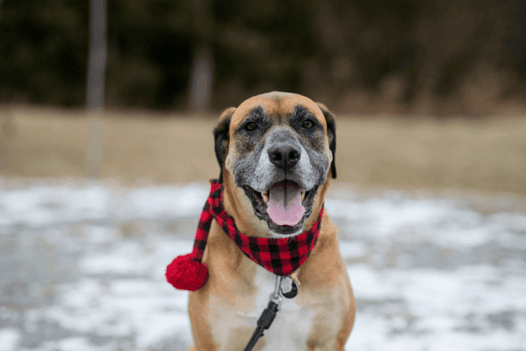 Happy dog wearing a red scarf outdoors in winter.