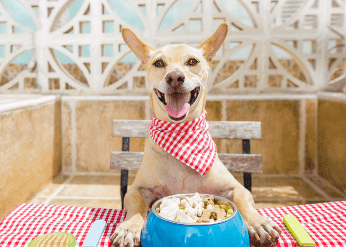 Smiling dog wearing a red checkered bandana sitting at a table with a bowl of food.