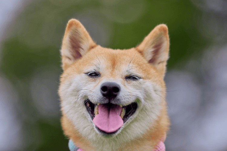 Close-up portrait of a happy Shiba Inu dog smiling with its mouth open and tongue out against a soft, blurred green background.