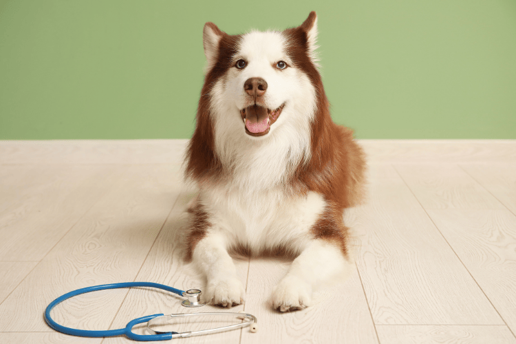 A fluffy brown and white husky lying on the floor with a stethoscope placed in front of it.