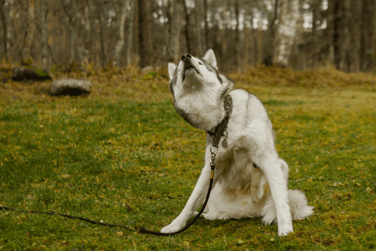 Husky sitting on grass and scratching its ear with its paw in a wooded park.