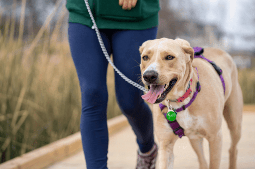 Dog walking on a leash with its owner along an outdoor path.