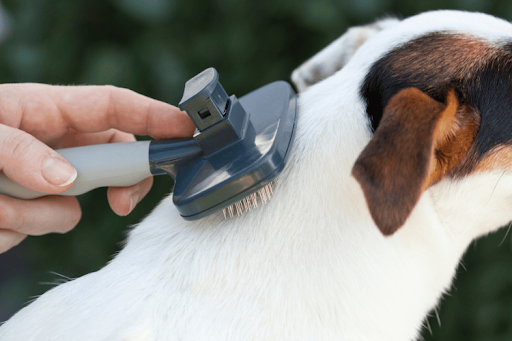 A person uses a slicker brush to groom the white and brown fur on a dog's neck.