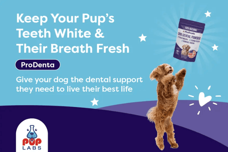 Pup Labs ProDenta Dog Dental Powder ad with a playful dog jumping and tagline about keeping teeth white and breath fresh.