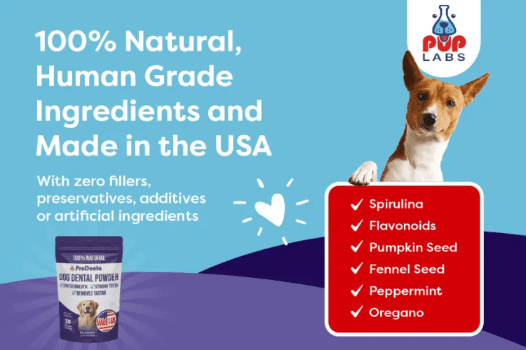 ProDenta dental powder ad highlighting natural human-grade ingredients such as spirulina, pumpkin seed, and peppermint.