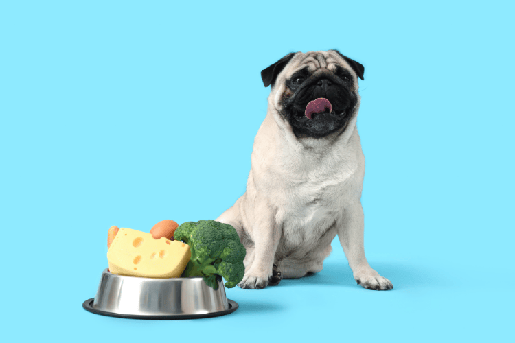 A happy pug sitting next to a bowl filled with broccoli, cheese, and other foods against a blue background.