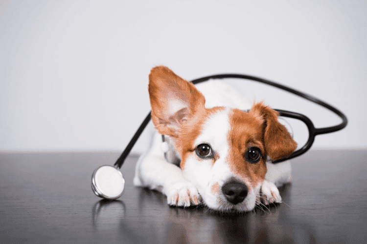 Puppy lying on a table with a stethoscope draped around its body.