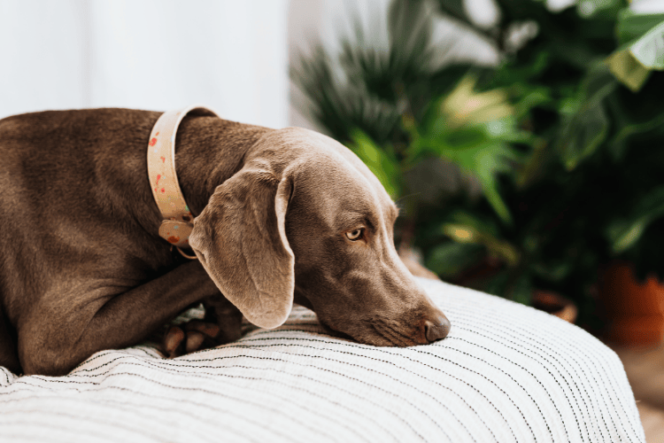 A gray Weimaraner lying on a striped bedspread with plants blurred in the background.