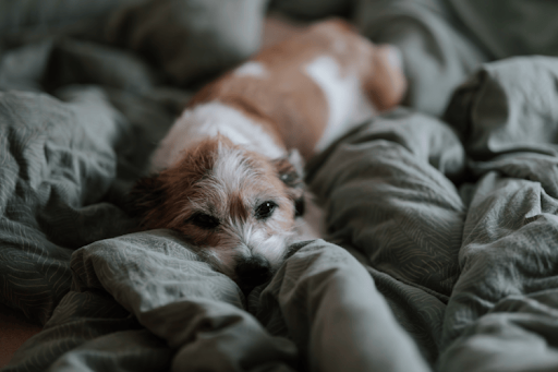 A small, scruffy brown and white dog rests its head on a rumpled grey duvet.