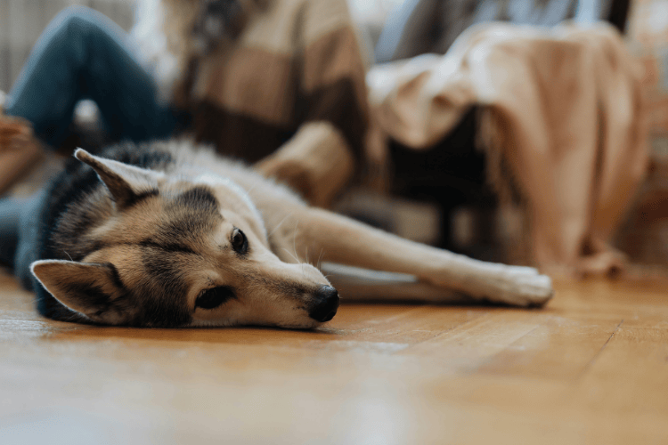 A Siberian Husky lying flat on a wooden floor, resting its head, with people sitting on a couch in the soft-focus background.