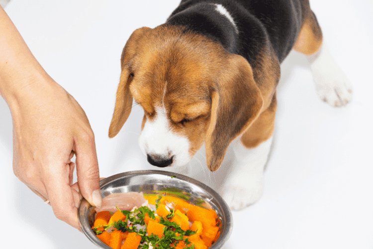 Small beagle dog being fed chopped vegetables in a stainless steel bowl.
