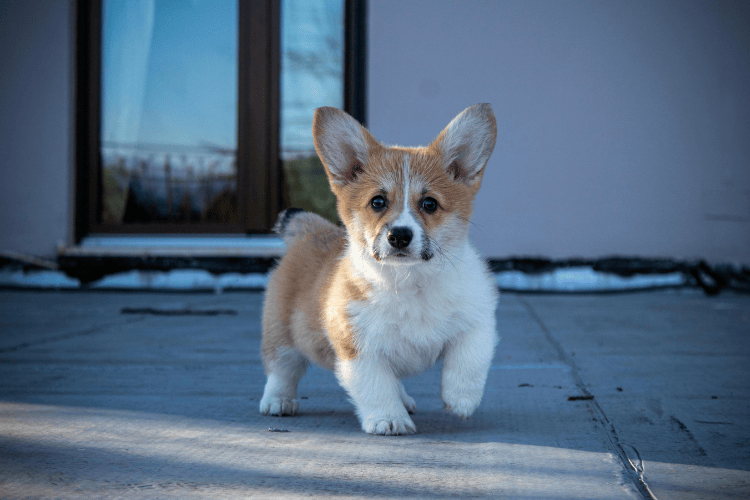 A small Corgi puppy with large ears standing on a concrete surface outdoors.