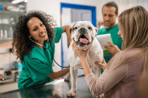 Bulldog being examined by veterinary staff while its owner assists.
