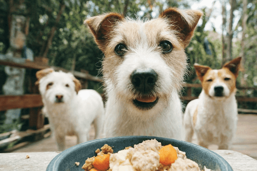 Three dogs looking at a bowl of dog food.