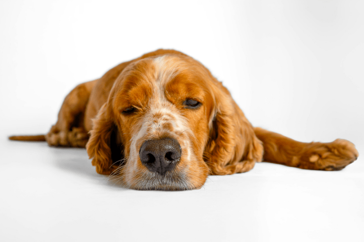 A golden spaniel lying down with eyes closed, resting peacefully on a white surface.