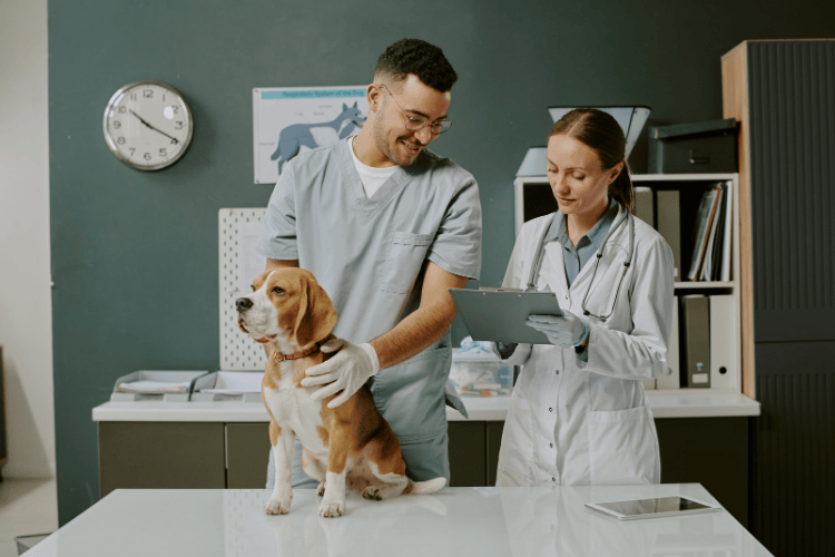 A male and female veterinarian smiling while performing a routine health check on a Beagle standing on a white exam table in a clinic.