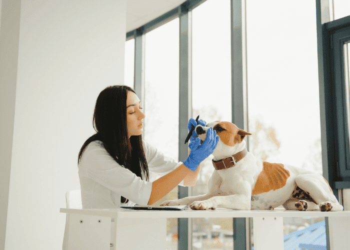 Female veterinarian wearing blue gloves checking a dog’s mouth at a clinic table.