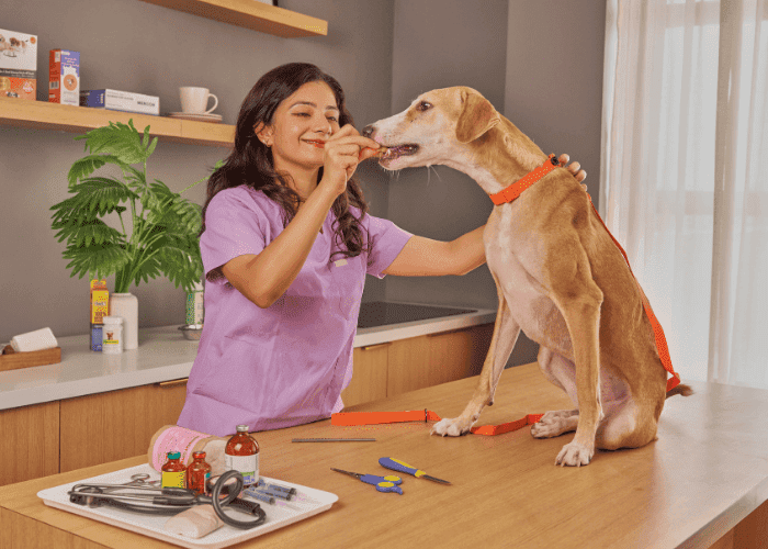 Veterinarian in purple scrubs giving a treat to a dog sitting on an exam table.