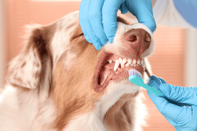 Veterinarian brushing a dog’s teeth during dental care.