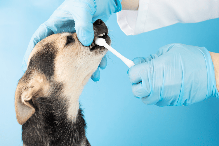 A veterinarian wearing blue protective gloves brushing the teeth of a small tan and black dog against a blue background.