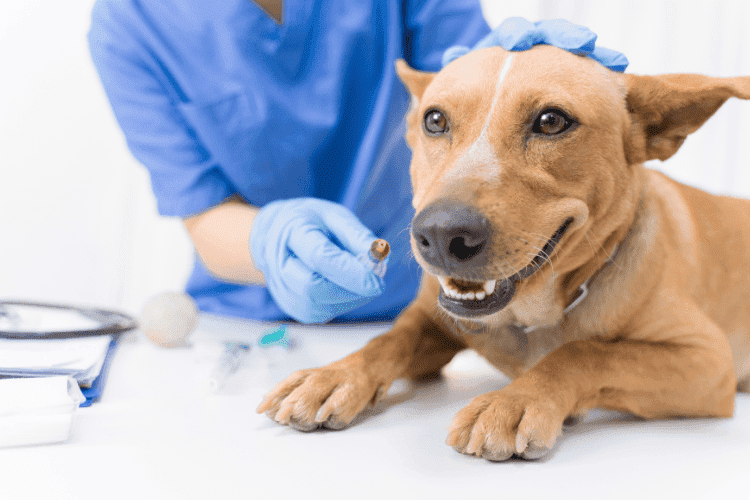 Veterinarian examining a dog during a clinical checkup.