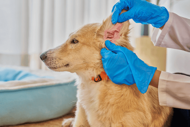 Veterinarian wearing blue gloves examining a dog’s ear in a clinic setting.