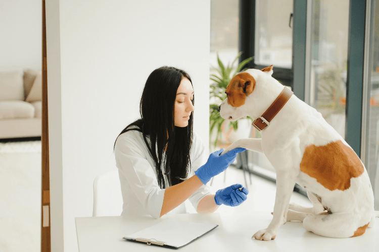 A female veterinarian wearing a white coat and blue gloves holding and examining the paw of a white and brown dog during a medical check-up.