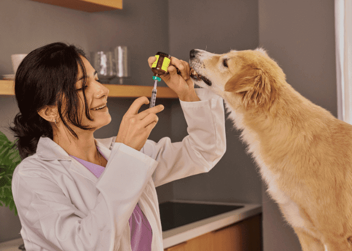 Veterinarian preparing a syringe with medication while a golden dog curiously looks on during a checkup.