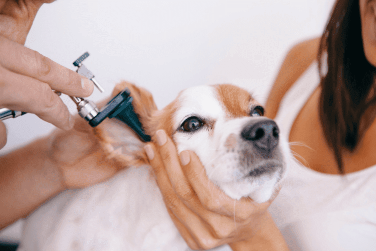 Veterinarian using an otoscope to check a dog’s ear while another person holds the dog steady.