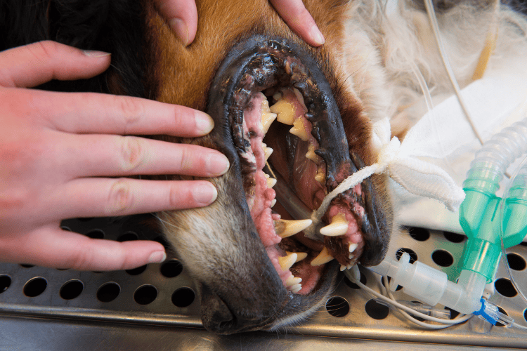Close-up of a sedated dog undergoing a veterinary dental procedure, showing an endotracheal tube and teeth with visible tartar buildup being examined.