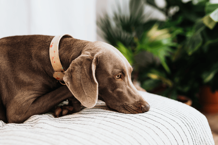 Side profile of a grey Weimaraner dog with a patterned collar lying comfortably on a white striped duvet with indoor plants in the background.